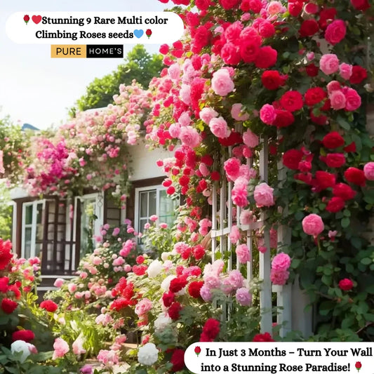🌹 Elegant Climbing Rose Flower Seeds- 9 Rare and Breathtaking Colors Seeds (IMPORTED)